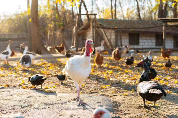 antibiotic for turkeys drinking water